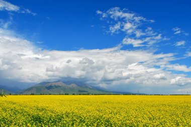 Qinghai Eyaleti, Çin 'deki Qilian Dağları' ndaki bir vadideki tecavüz tarlalarının fotoğrafı.