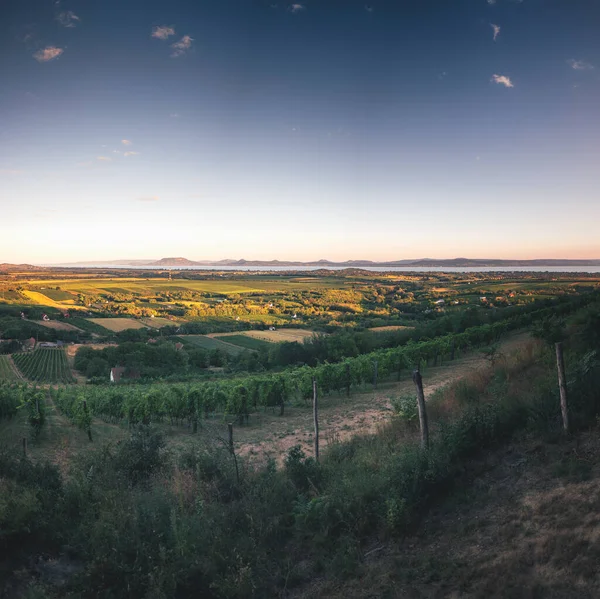 Mooie Wijngaard Aan Het Balatonmeer Zomer — Stockfoto
