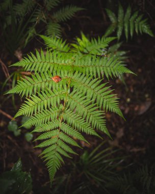 Yeni Zelanda 'da bir yağmur ormanında gümüş eğreltiotu