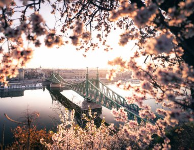 Macaristan, Budapeşte 'de badem çiçekli güzel Özgürlük Köprüsü