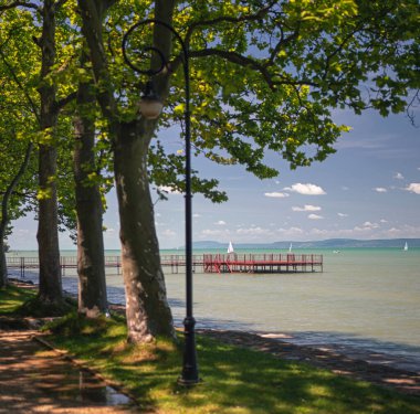 Balaton Gölü 'ndeki güzel ağaçların sabah fotoğrafı.