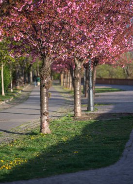 Budapeşte, Arpad Toth Güvertesinde çiçek açan pembe Japon kiraz ağaçları.