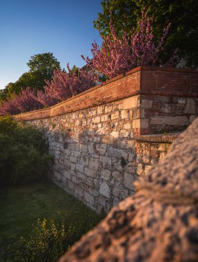 Budapeşte, Arpad Toth Güvertesinde çiçek açan pembe Japon kiraz ağaçları.