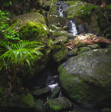 Nice rainforest in waiheke island, New Zealand
