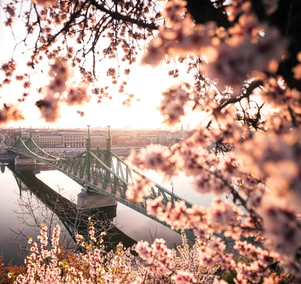 Beautiful Liberty Bridge Almond Blossom Budapest Hungary — Stock Photo, Image