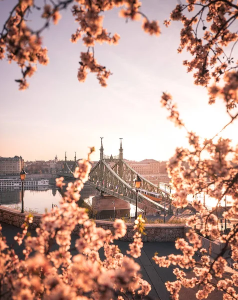 Ponte Liberty Bonita Com Flor Amêndoa Budapeste Hungria — Fotografia de Stock