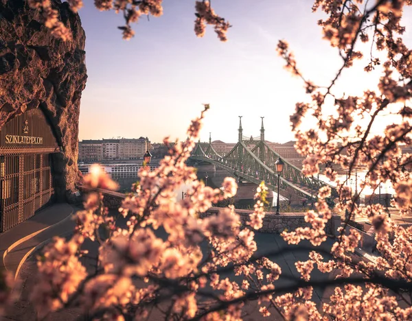 Beautiful Liberty Bridge Almond Blossom Budapest Hungary — Stock Photo, Image