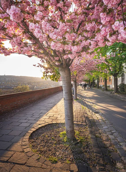 Blooming Pink Japanese Cherry Trees Arpad Toth Promenade Budapest — Stock Photo, Image