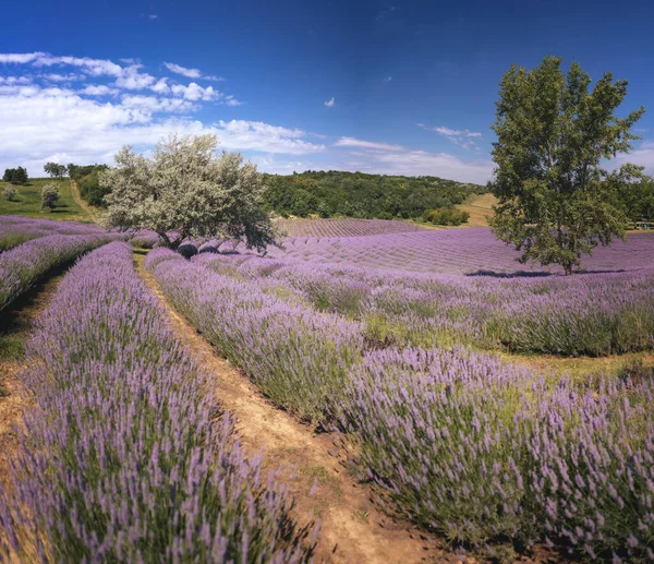 匈牙利的紫色薰衣草田 — 图库照片