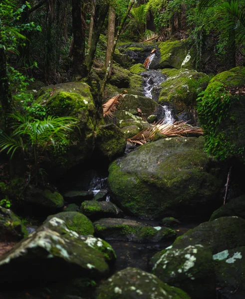 Nice Rainforest Waiheke Island New Zealand — Stockfoto