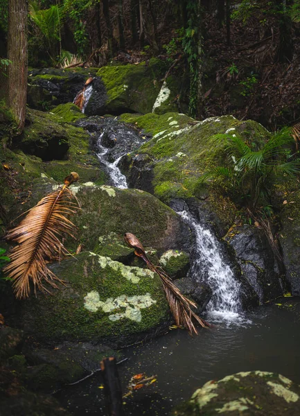 Nice Rainforest Waiheke Island New Zealand — Stockfoto