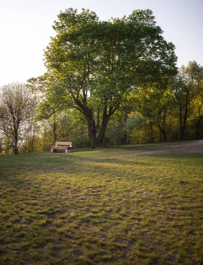 Pathway with bench at Normafa, Budapest