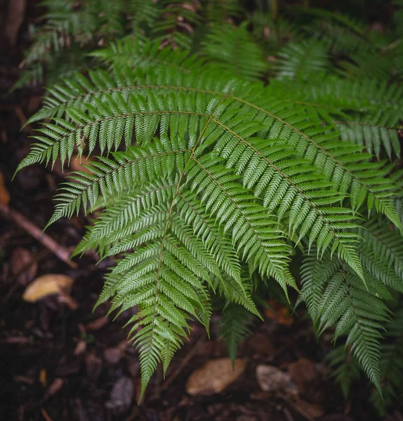 Yeni Zelanda Bir Yağmur Ormanında Gümüş Eğreltiotu — Stok fotoğraf