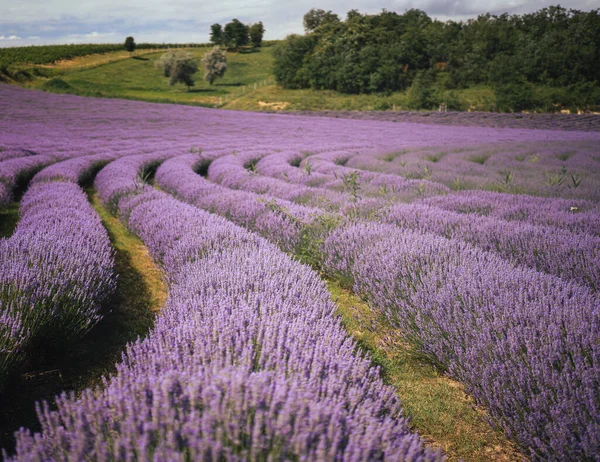 Wonderful Lavender Field Hungary — Fotografia de Stock