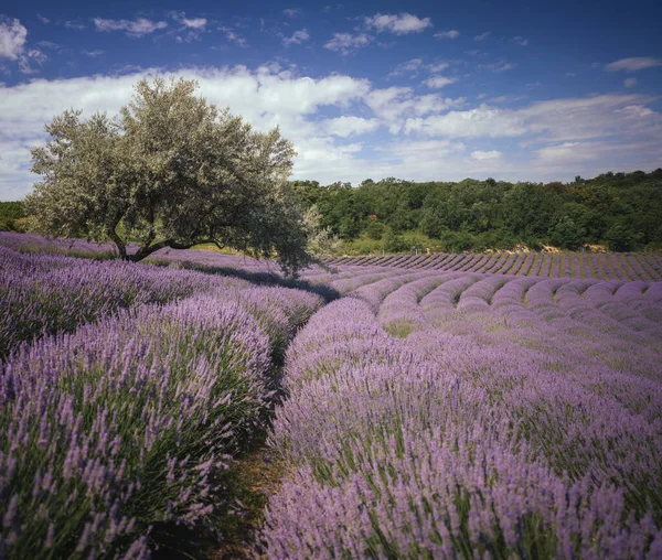 Wonderful Lavender Field Hungary — стокове фото