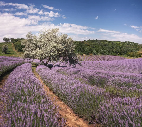 Wonderful Lavender Field Hungary — Foto Stock