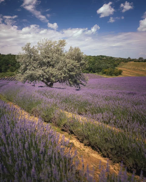Wonderful Lavender Field Hungary — Zdjęcie stockowe