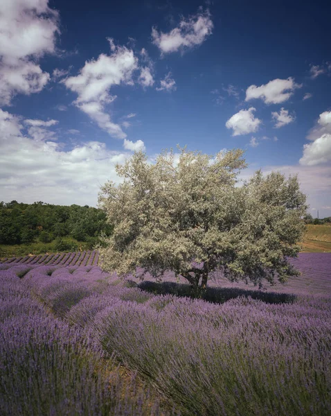 Wonderful Lavender Field Hungary — Fotografia de Stock