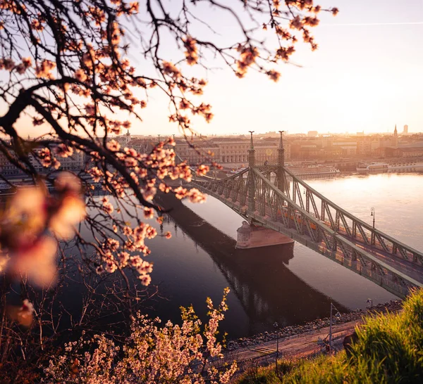 Hermoso Puente Libertad Con Flor Almendra Budapest Hungría —  Fotos de Stock