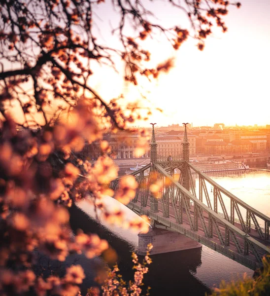 Όμορφη Γέφυρα Liberty Άνθη Αμυγδάλου Στη Βουδαπέστη Ουγγαρία — Φωτογραφία Αρχείου
