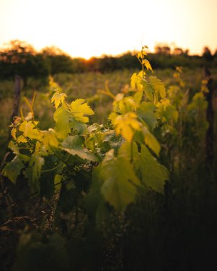 Güneşin doğuşundaki üzüm bağının manzarası