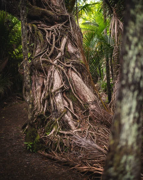 stock image Nice tree in the rainforest in New Zealand