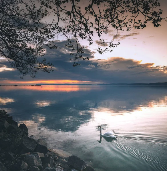 Fantastico Tramonto Sul Lago Balaton Con Cigno — Foto Stock