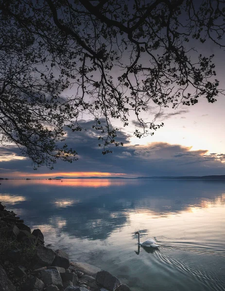 Coucher Soleil Fantastique Sur Lac Balaton Avec Cygne — Photo