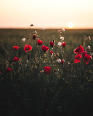 Yol boyunca canlı gelincik çiçekleri