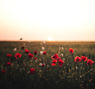 Yol boyunca canlı gelincik çiçekleri