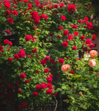 Yazın bahçede güzel kırmızı güller