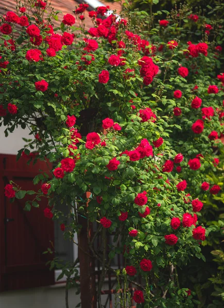 Ładne Czerwone Róże Ogrodzie Lecie — Zdjęcie stockowe