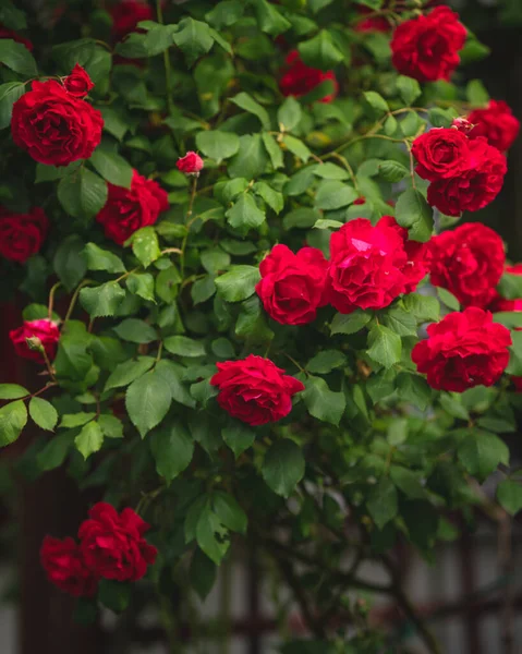 Rosas Vermelhas Agradáveis Jardim Verão Imagens Royalty-Free