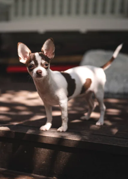 Winziger Chihuahua Hund Auf Dem Balkon Stockbild