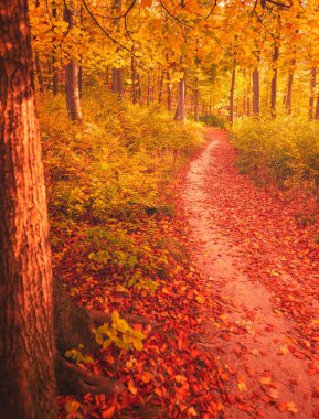 Ormanda güzel bir sonbahar manzarası.