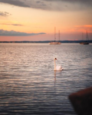 Balaton Gölü 'nün üzerinde kuğuyla fantastik gün batımı