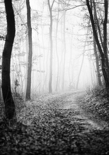 Nice autumnal scene in black and white