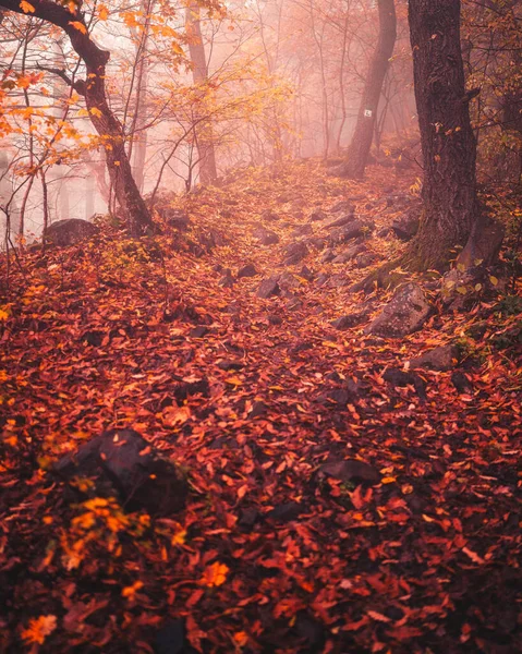 Μονοπάτι Στο Δάσος Φθινόπωρο — Φωτογραφία Αρχείου