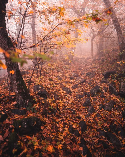 Vägen Skogen Hösten — Stockfoto