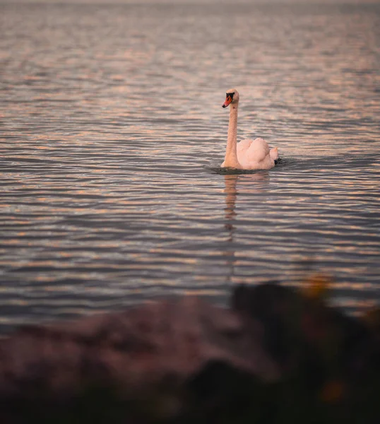 Coucher Soleil Fantastique Sur Lac Balaton Avec Cygne — Photo