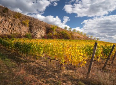 Wonderful vineyards at Tokaj in autumn