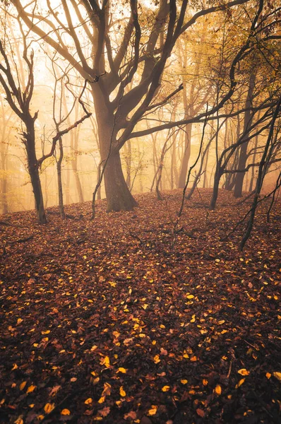 Стежка Лісі Восени — стокове фото