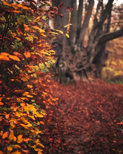 秋天森林里的小径 — 图库照片