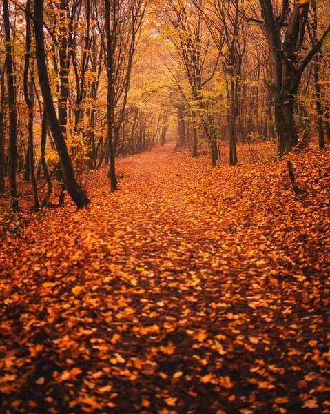 Waldpfad Herbst lizenzfreie Stockfotos