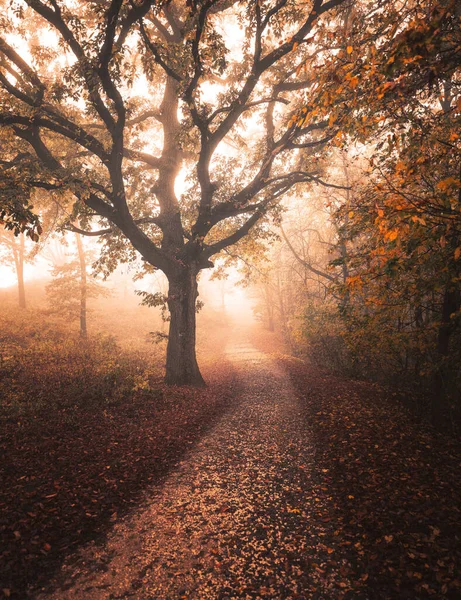 Vägen Skogen Hösten — Stockfoto