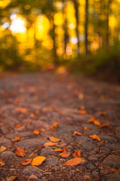 Путь в лес осенью