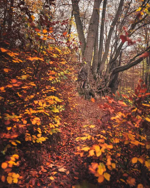Путь Лес Осенью — стоковое фото