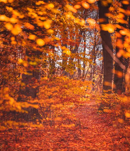 Μονοπάτι Στο Δάσος Φθινόπωρο — Φωτογραφία Αρχείου