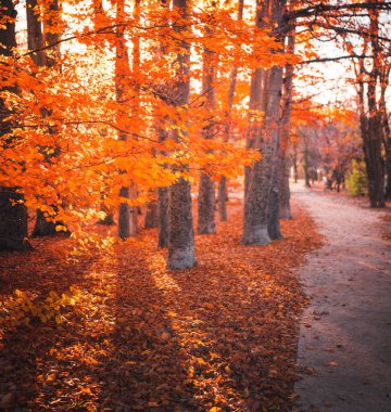 Ormanda güzel bir sonbahar manzarası.