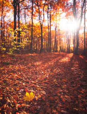 Ormanda güzel bir sonbahar manzarası.
